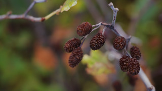Pine cone branch bokeh macro - branch free wallpaper for desktop