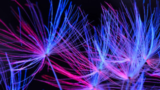 Purple blue flowers neon synchromism - the center of the picture free wallpaper