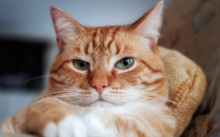 Cat blue eyes chair paw - angry free wallpaper