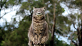 Cat regal forest bokeh statue - a statue free wallpaper