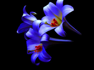 Blue flowers red center gothic - a red center free wallpaper