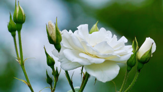 White flower green leaves blue 3 - constance copeman free wallpaper