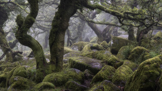Foggy forest moss covered rocks 2 - green moss free wallpaper