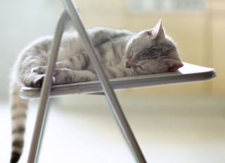 Sleeping cat chair peaceful stilllife - peaceful free wallpaper