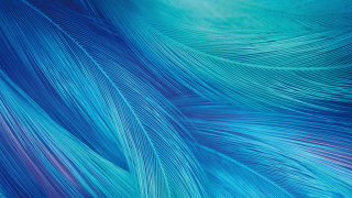 Blue feathers red center generative - clara miller burd free wallpaper