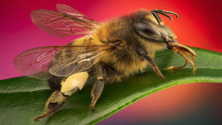 Bee leaf pink red macro - free textures wallpaper