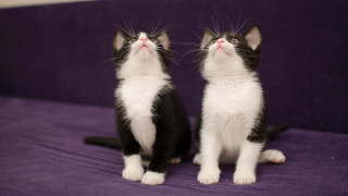 Kittens purple couch blue eyes - felixkelly free wallpaper