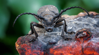 Long legged bug rock green - a green background and a blurry background free wallpaper