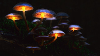 Glowing mushrooms dark forest bioluminescent - moss free wallpaper