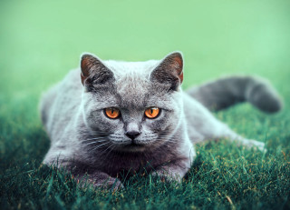 Cat grass orange eyes photorealistic - a green background and a blurry background free wallpaper