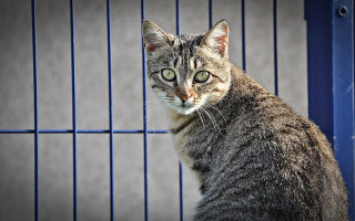 Cat bluegate sad greeneyes animalphoto - a sad look free wallpaper