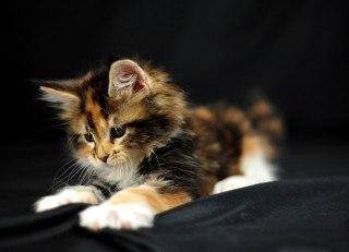 Kitten curious black surface cute - a black surface free wallpaper