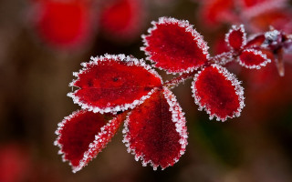 Frosted spider lily red moon - frost free wallpaper for desktop
