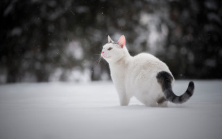 White cat snow winter night 2 - the background and snow free wallpaper