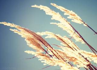 Tall grass blue sky clouds 12 - tall grass free wallpaper for desktop