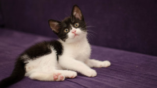 Black white kitten purple couch - kitten free wallpaper