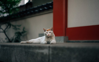 White cat ledge outdoor red - a portrait free wallpaper
