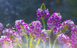 Purple flowers bee sunny macro - a bee free wallpaper