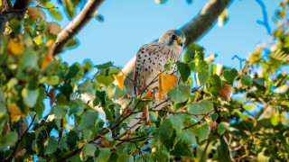 Bird branch leaves blue sky 2 - figuration libre free wallpaper