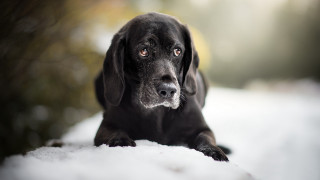 Black dog snow sad eye - a black dog free wallpaper