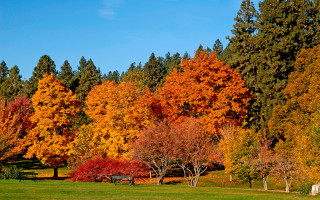 Park bench trees autumn leaves - fall vibrancy free wallpaper