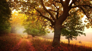 Tree path fog sunbeam autumn - a sunbeam free wallpaper