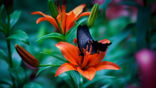 Butterfly flower garden orange green 2 - orange flower free wallpaper for desktop