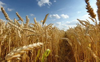 Wheat field tire blue sky - free spring wallpaper