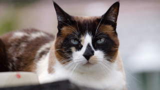 Black white brown cat nose - a black nose free wallpaper