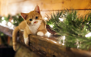 Cat ledge pine cone christmas - free holidays wallpaper