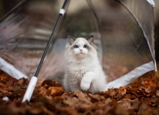 White cat under umbrella autumn - the leaf free wallpaper