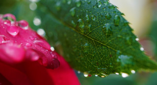 Green leaf water droplets red - a red flower free wallpaper