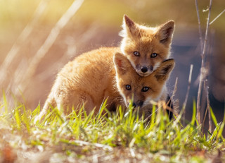 Two foxes grass naturalism animal - two fox free wallpaper