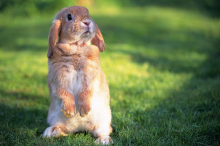 Rabbit heroic sitting blurry nature - heroic pose free wallpaper