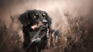 Dog field tallgrass blurry portrait - tall grass free wallpaper for desktop