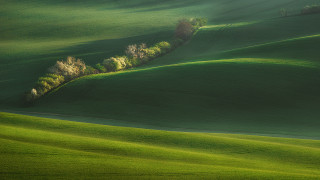 Green field trees bushes nature - a few bush free wallpaper