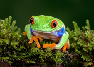 Frog red eyes mossy branch - green background free wallpaper for desktop