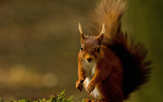 Red squirrel surprised on branch 2 - chippy free wallpaper