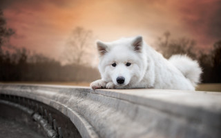 White dog concrete ledge trees 2 - concrete free wallpaper