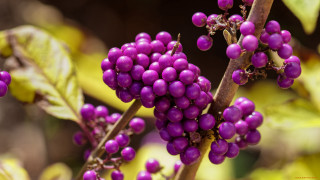Purple berries branch bokeh macro - neofauvism free wallpaper