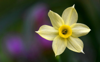 Yellow flower green background purple - a yellow flower free wallpaper