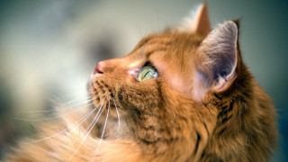 Cat portrait upward look renaissance - a close up of a cat free wallpaper