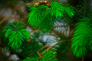 Pine cones branch nature green - a close up of a pine tree free wallpaper