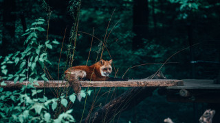 Red fox wooden bridge forest - the background and a bench in the foreground free wallpaper