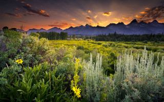 Sunset mountain valley wildflowers grasses - the foreground and a mountain range in the background free wallpaper
