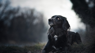 Dog sitting grass looking up 4 - a dog free wallpaper for desktop