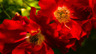 Red roses spider lily macro - a yellow center in the center of the flower free wallpaper