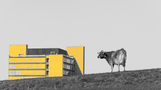 Cow hill building yellow fasching - composition free wallpaper
