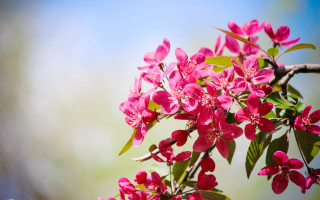 Branch pink flowers green leaves - a branch of a tree free wallpaper for desktop