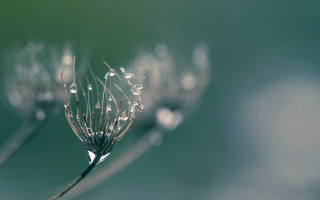 Dandelion water droplets sunlight macro - a dandelion free wallpaper